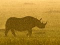 60 - rhinoceros - BOLLE PHILIPPE - france